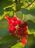 Kımızı Meyveli Frenk üzümü fidanı [Ribes]